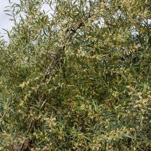 Callosina Clon I-69<sup>®</sup> Detalle