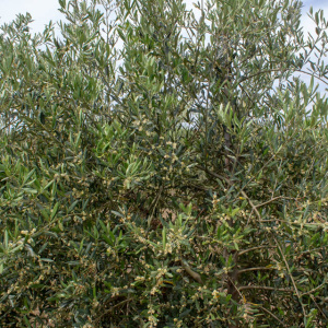 Arróniz Clon I-65<sup>®</sup> Detalle