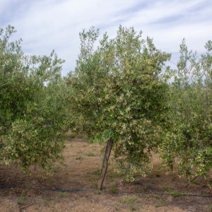 I-42<sup>P</sup> Árbol