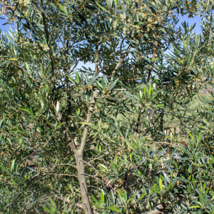 Picual I-11<sup>®</sup> Detalle