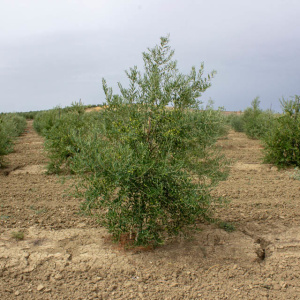 Arbequina Clon I-21<sup>®</sup> Árbol