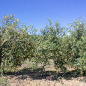I-36<sup>P</sup> Árbol