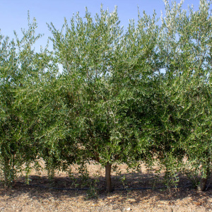 I-22<sup>P</sup> Árbol