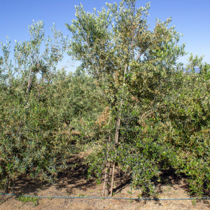 Blanqueta Clon I-55<sup>®</sup> Árbol