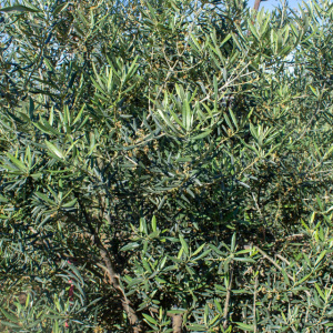 Imperial Clon I-23<sup>®</sup> Detalle