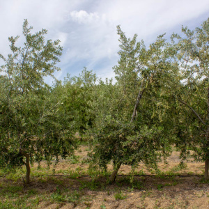 I-35<sup>P</sup> Árbol