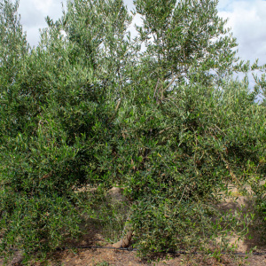 I-45<sup>P</sup> Árbol