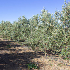 Picual I-11<sup>®</sup> Líneo