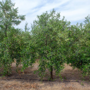 I-31<sup>P</sup> Árbol