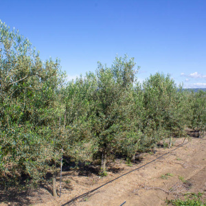 Cayon I-111<sup>®</sup> Líneo