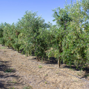 I-20<sup>P</sup> Líneo