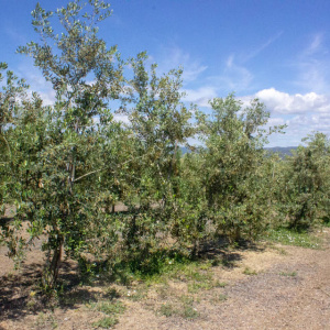 Picudo I-59<sup>®</sup> Líneo