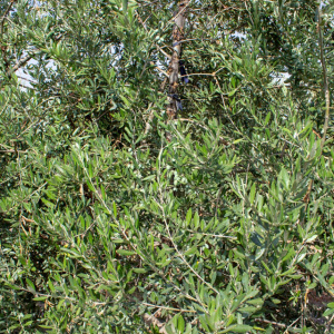 I-27<sup>P</sup> Detalle