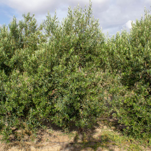 I-13<sup>P</sup> Árbol