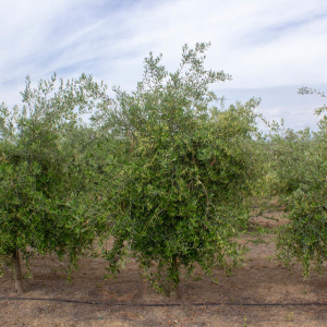 I-19<sup>P</sup> Árbol