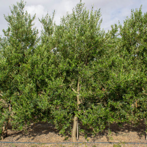 I-17<sup>P</sup> Árbol