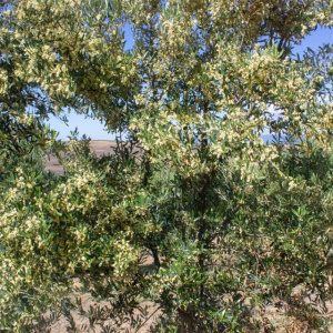 I-39<sup>P</sup> Detalle