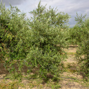 I-48<sup>P</sup> Árbol