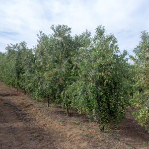 Arbequina Clon I-21<sup>®</sup> Líneo