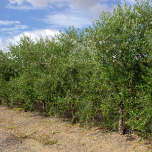 I-22<sup>P</sup> Líneo