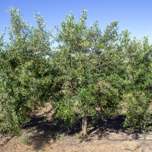 I-32<sup>P</sup> Árbol