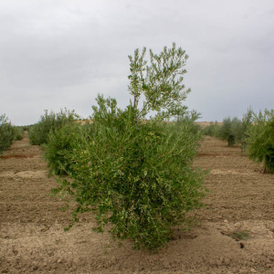 Arbosana Clon I-43<sup>®</sup> Árbol