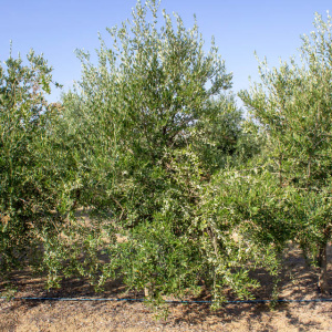 I-17<sup>P</sup> Árbol
