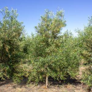 I-41<sup>P</sup> Árbol