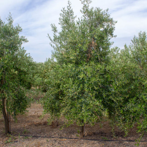 I-24<sup>P</sup> Árbol