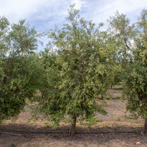 I-46<sup>P</sup> Árbol