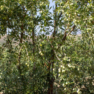 I-39<sup>P</sup> Detalle