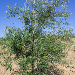 Verdial De Badajoz I-104<sup>®</sup> Detalle