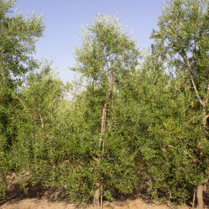 I-54<sup>P</sup> Árbol