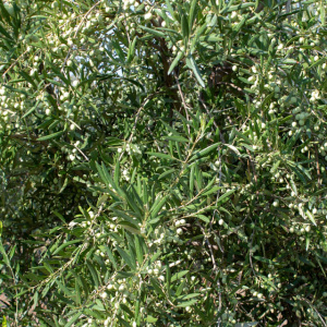 I-40<sup>P</sup> Detalle