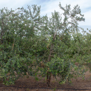 I-27<sup>P</sup> Árbol