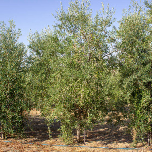 I-54<sup>P</sup> Árbol