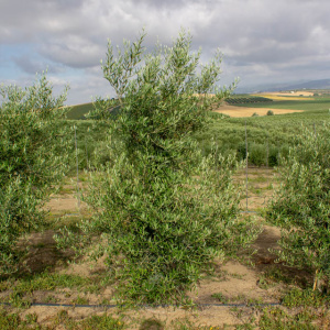 I-12<sup>P</sup> Árbol