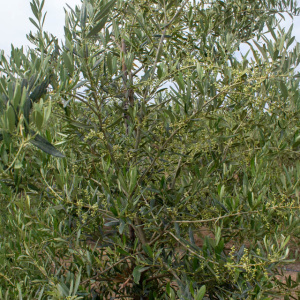 I-29<sup>P</sup> Detalle