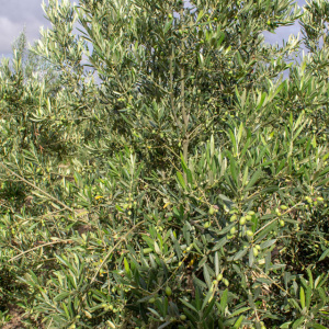 Arróniz Clon I-65<sup>®</sup> Detalle
