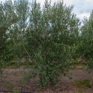 Cayon I-111<sup>®</sup> Árbol