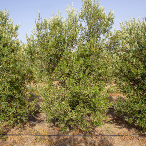 I-13<sup>P</sup> Árbol