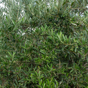Arbosana Clon I-43<sup>®</sup> Detalle