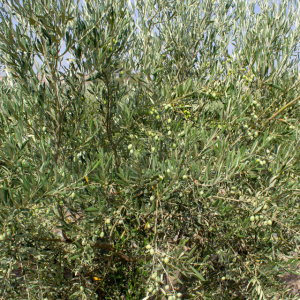 I-10<sup>P</sup> Detalle