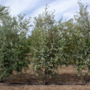 Hojiblanca I-53<sup>®</sup> Árbol