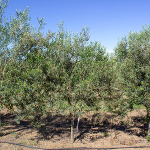 Cayon I-111<sup>®</sup> Árbol