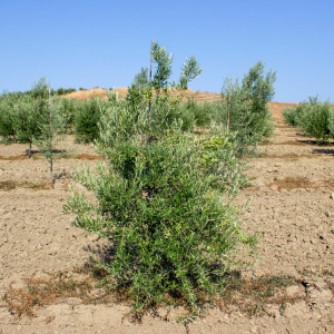 I-24<sup>P</sup> Árbol