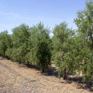 Arbequina Clon I-21<sup>®</sup> Líneo