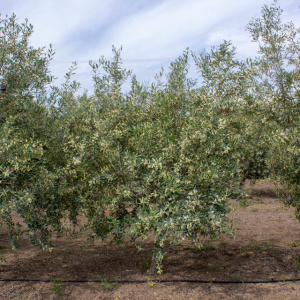Manzanillo Cacereño Clon I-57<sup>®</sup> Árbol