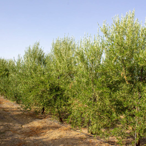 I-45<sup>P</sup> Líneo