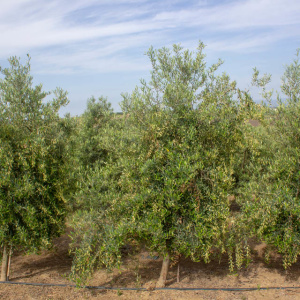 Sikitita<sup>P</sup> Árbol
